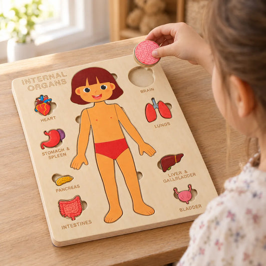 Child lowering the wooden brain piece into its recess on the girl anatomy tray