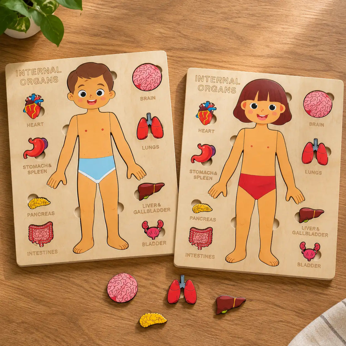 The boy and girl anatomy trays side by side, both complete, with loose organ pieces between them