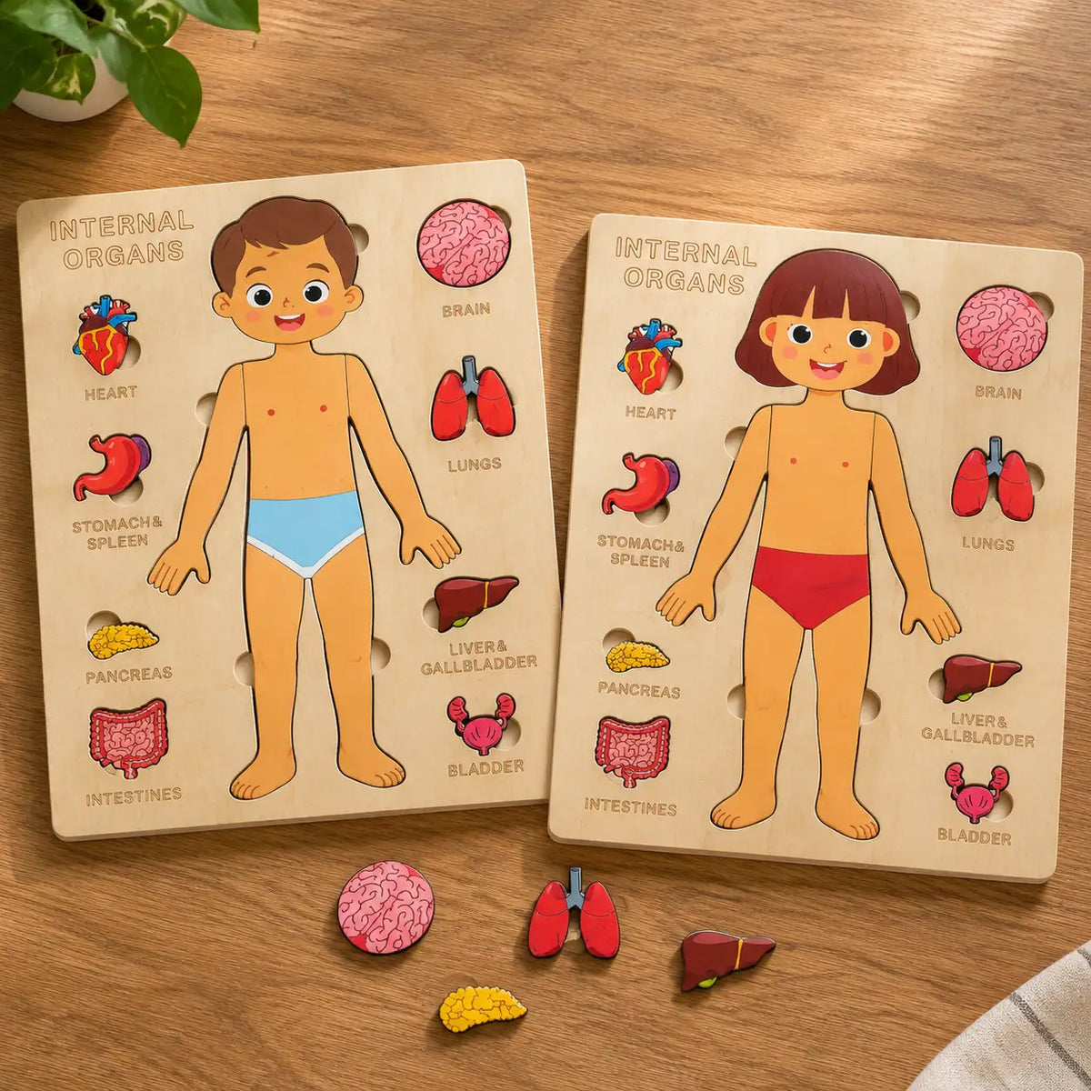 The boy and girl anatomy trays side by side, both complete, with loose organ pieces between them